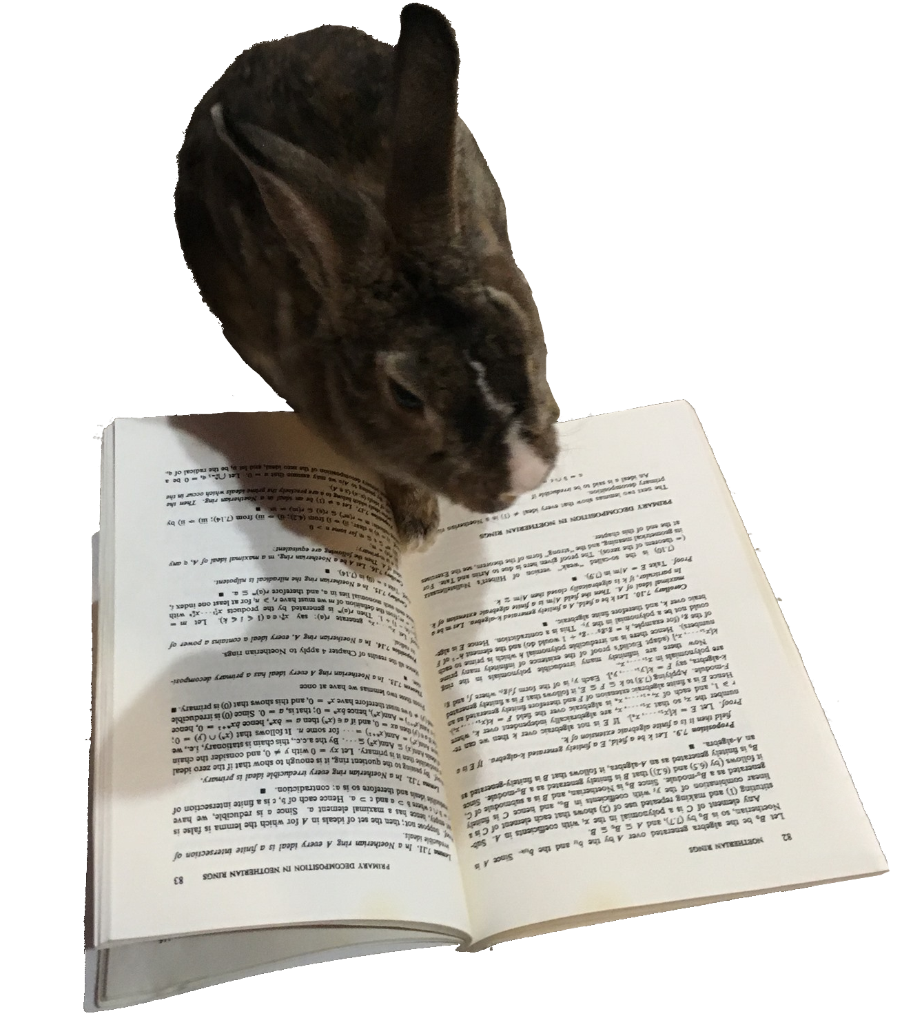 A rabbit reading a book.