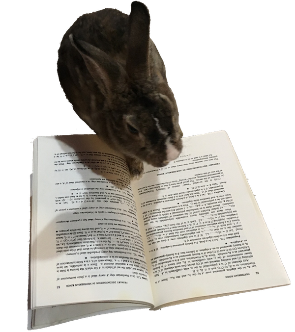 A small brown rabbit with a white nose reading a book (Introduction to Commutative Algebra by Atiyah and Macdonald).